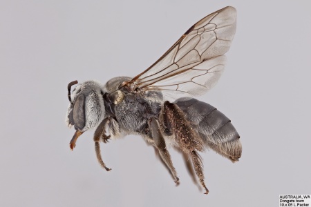 [Phenacolletes mimus female (lateral/side view) thumbnail]
